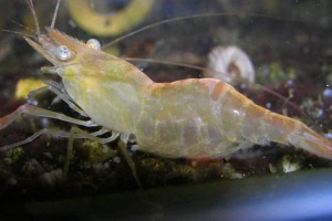 Slatkovodni hankay škampi - rezident akvarija Slatkovodni hankay škampi - rezident akvarija